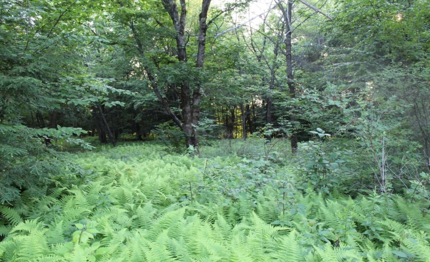 Wooded area typical to rear