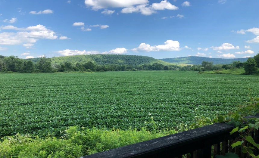 View from grilling cabana.