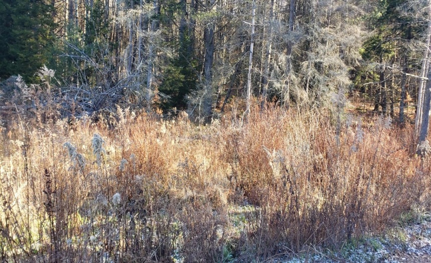 View of 26.-4-38(tax ID#) parcel, the western-most lot. Here is a potential entry way into the property.