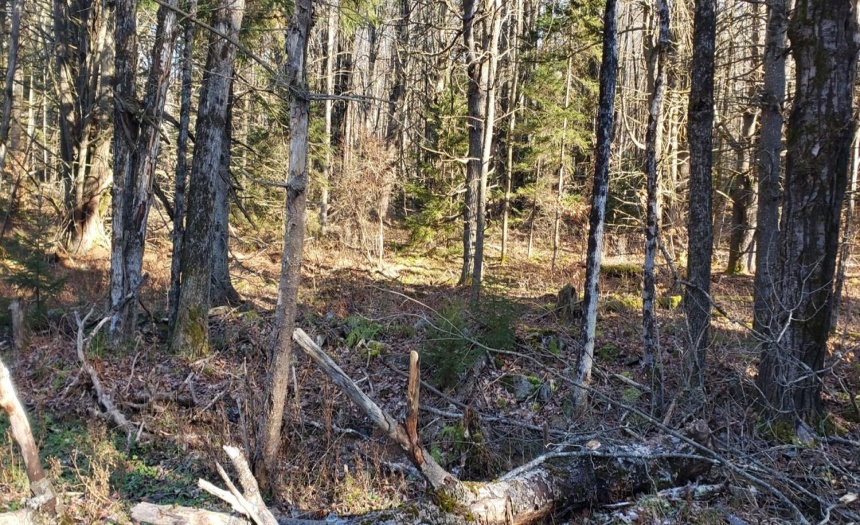 View of easternmost parcel (tax ID #26.-4-36)