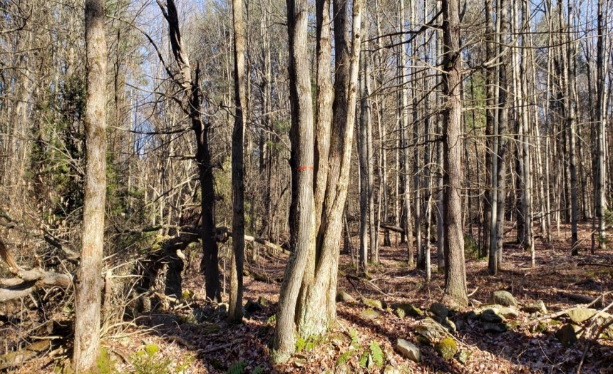 Nearing the end of the easternmost parcel (tax ID #26.-4-36). There is a stone wall that approximately signifies the property line. Unsure if the tape is actually the property line.