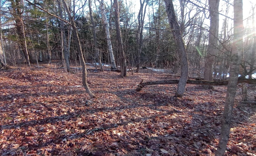 Gentle sloping land down to the pond.