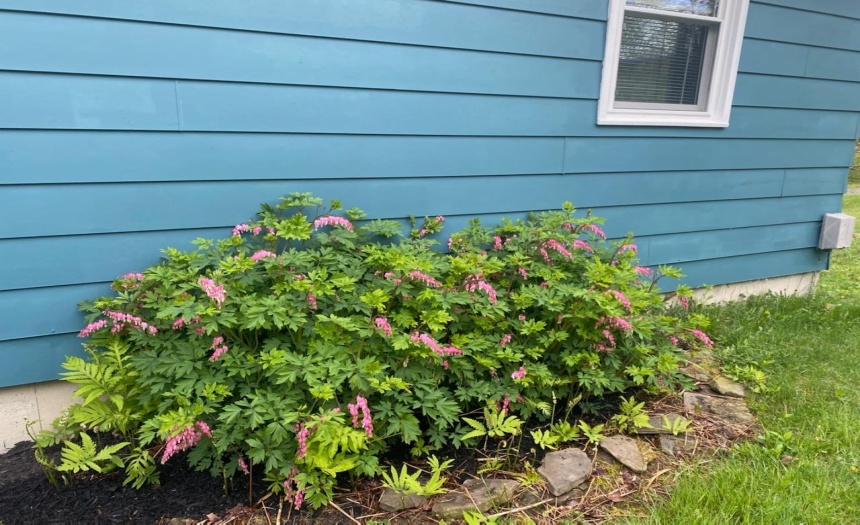 More perennials for you to enjoy all year