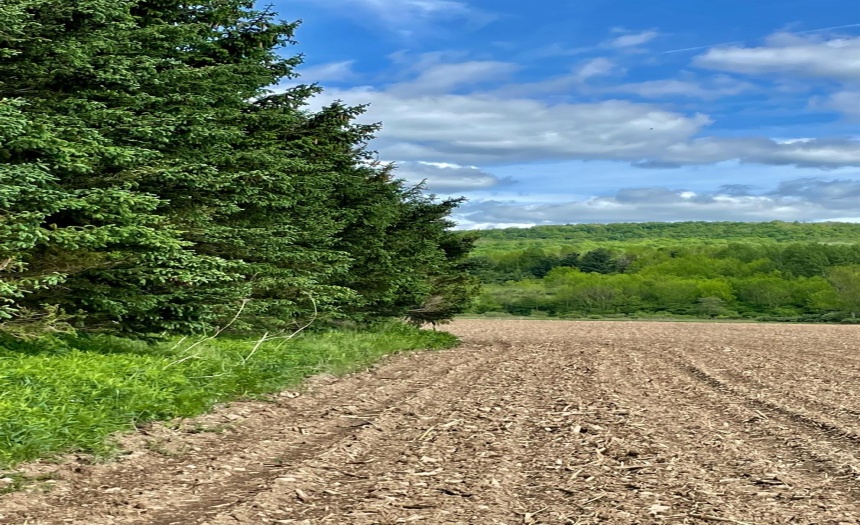 Looking East along the tree line.