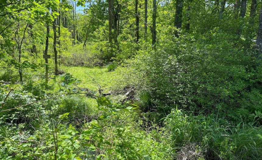 Small stream bed (flows all year) along eastern side of the property